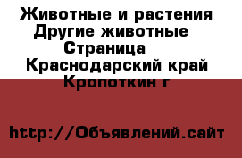 Животные и растения Другие животные - Страница 3 . Краснодарский край,Кропоткин г.